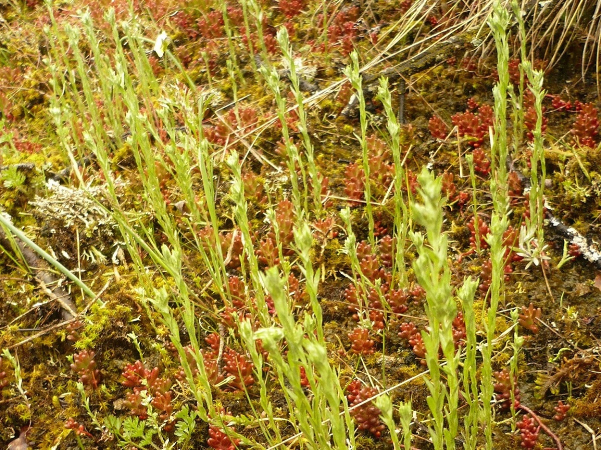 Logfia minima (Asteraceae)